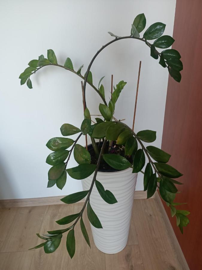 Pomaranczowa Apartment Szczecin Bagian luar foto